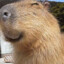 happycapybara141