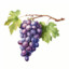 Grape Warrior