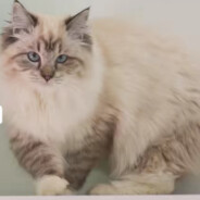 梅州第一杀手李富源