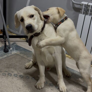 luce - steam id 76561198761260663