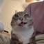 silly fella