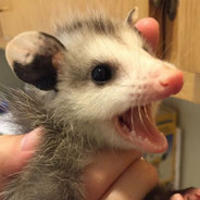 Possum
