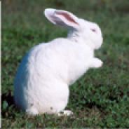 Le.lapin