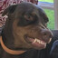 Souren&#039;s Dog
