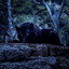 EGC.Dark_Wolf