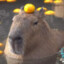 Capybario