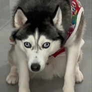 打了狂犬病疫苗可以喝狗奶吗