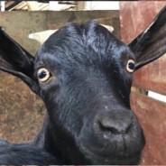 看见我的黑山羊了吗