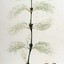 Equisetum Arvense