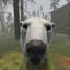 BEAR from RUST