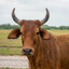 Mooooo