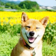 大哥我错了哧溜哧溜