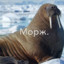 Морж