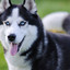 Huskyy