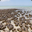 Stromatolit