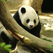 ***PaNDa***