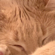 Cat with gun