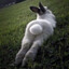 lapin