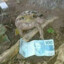 MoneyFrog100