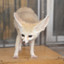 FennecFenya