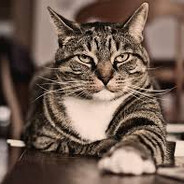 Nepotrib - steam id 76561199630297605