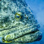 a real life goliath grouper