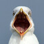 Seagull