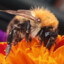 Bombus