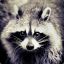 Raccoon