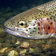 trout