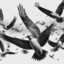 Bird In Flight