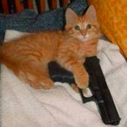 SNiPER CAT
