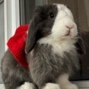 老鼠爱大米，我爱hsy