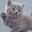 я котик