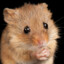 TheMadMouse