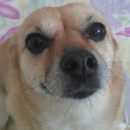 死んでください