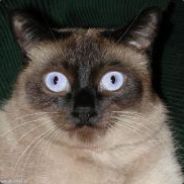 AgentSloth - steam id 76561197960407355
