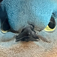 nle choppa said something