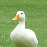 DuccyDuck[PL]