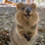 Happy quokka