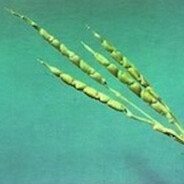 Wirachaa.Dzikikukurydz.OsloRP