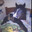 Banana Horse