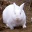 Rabbit of Caerbannog