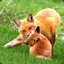 Red Fox