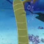 nematoad