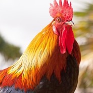 Frango Da Roça