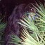 Skunk Ape