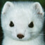 ferrett