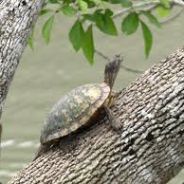 Turtle N a Tree