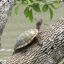 Turtle N a Tree